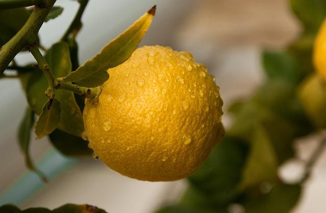 Rüyada Limon Görmek Nasıl Tabir Edilir? Rüyada Limon Görmek Nasıl Tabir Edilir?