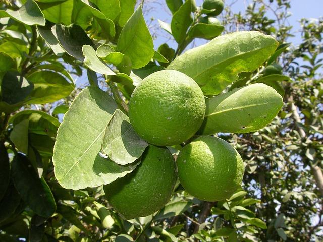 Rüyada Limon Görmek Nasıl Tabir Edilir? Rüyada Limon Görmek Nasıl Tabir Edilir?