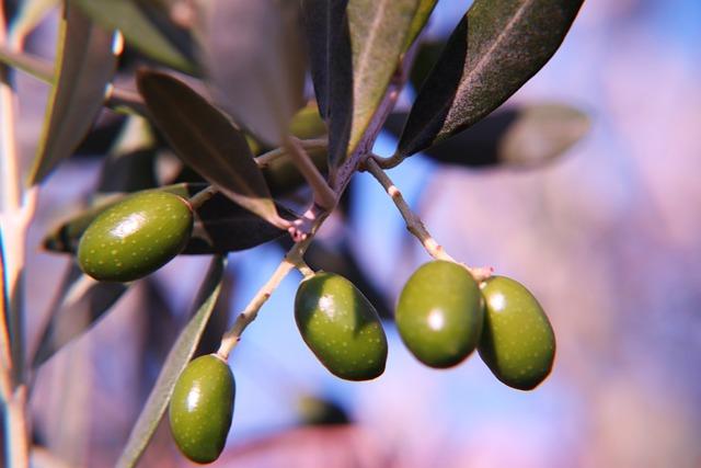Rüyada Zeytin Görmek Ne İfade Eder? 