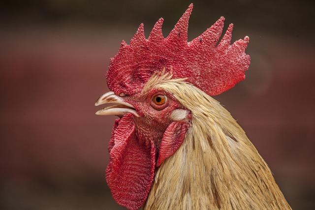 Tencerede Tavuk Sote Nasıl Yapılır? 